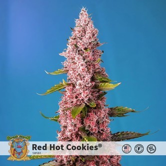 Red Hot Cookies (Sweet Seeds) feminizada