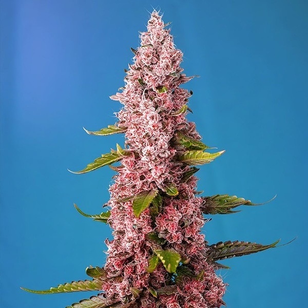 Red Hot Muffin (Sweet Seeds) feminizada