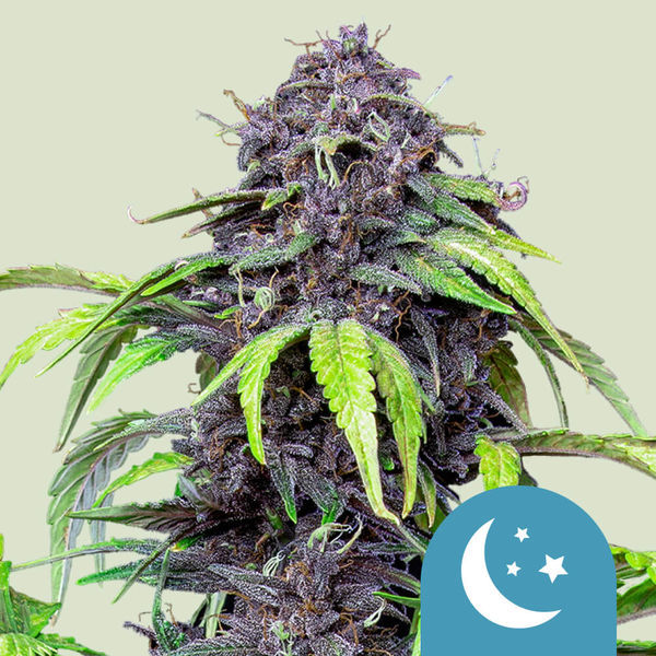 Purplematic CBD Autoflorescentes (Royal Queen Seeds) Feminizadas