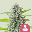 El Patron (Royal Queen Seeds) feminizada