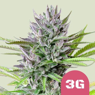 Triple G (Royal Queen Seeds) feminizada