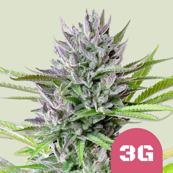 Triple G (Royal Queen Seeds) feminizada