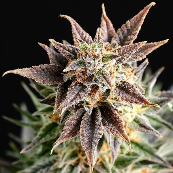 Big Band (Kannabia) feminizada