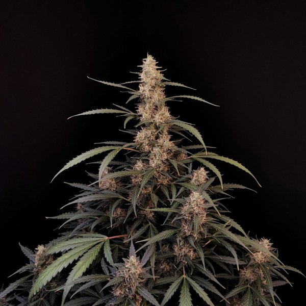 Original Auto Amnesia Haze (FastBuds) feminizada