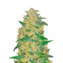 Auto AK original (FastBuds) feminizada