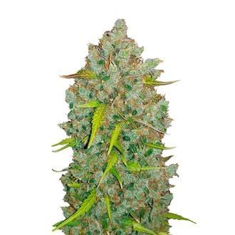 Original Auto BubbleGum (FastBuds) Feminizada