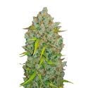 Original Auto BubbleGum (FastBuds) Feminizada