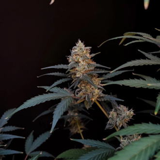 Original Auto BubbleGum (FastBuds) Feminizada