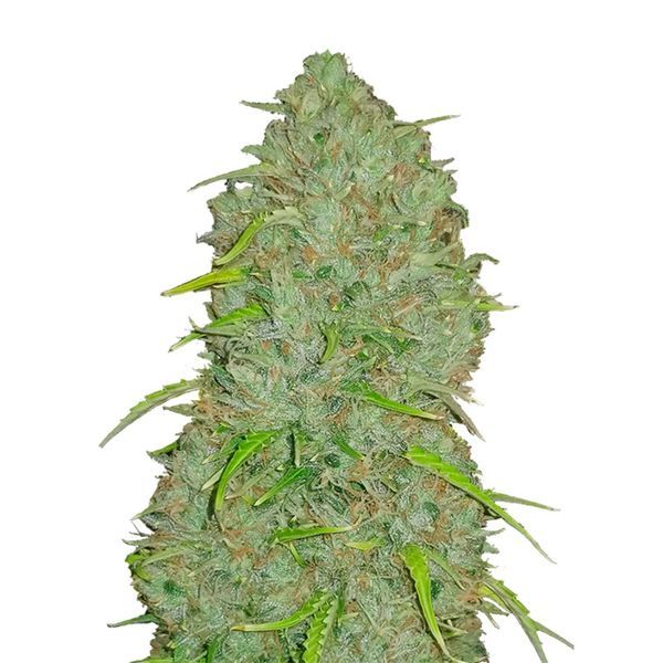 Original Auto Jack Herer (FastBuds) Feminizada