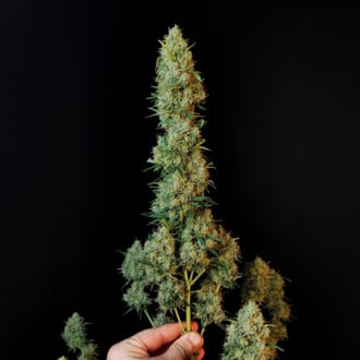 Original Auto Jack Herer (FastBuds) Feminizada