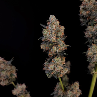 Original Auto Northern Lights (FastBuds) Feminizada