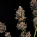 Original Auto Northern Lights (FastBuds) Feminizada