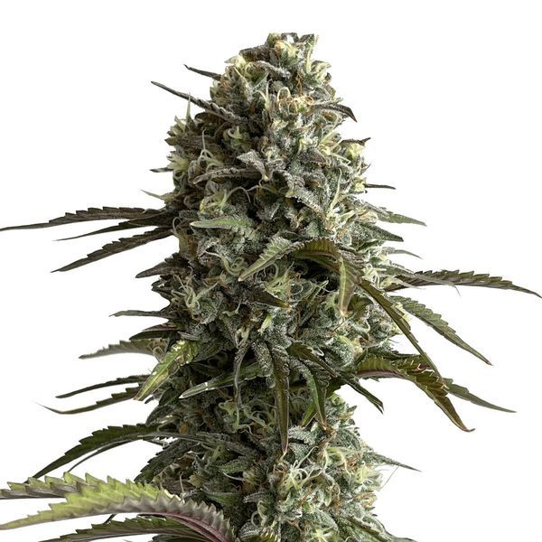 Original Auto Skunk (FastBuds) Feminizada