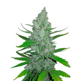 Original Auto Sour Diesel (FastBuds) feminizada