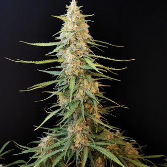 Original Auto Sour Diesel (FastBuds) feminizada