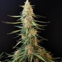 Original Auto Sour Diesel (FastBuds) feminizada