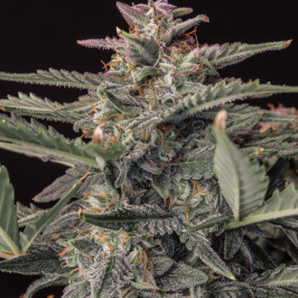 Original Auto White Widow (FastBuds) feminizada