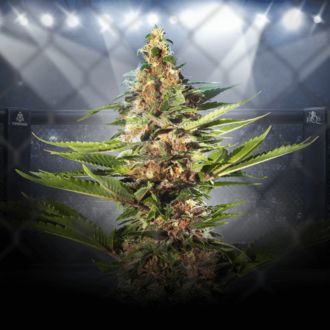 ZZ Punch (Royal Queen Seeds x Zamnesia) feminizada