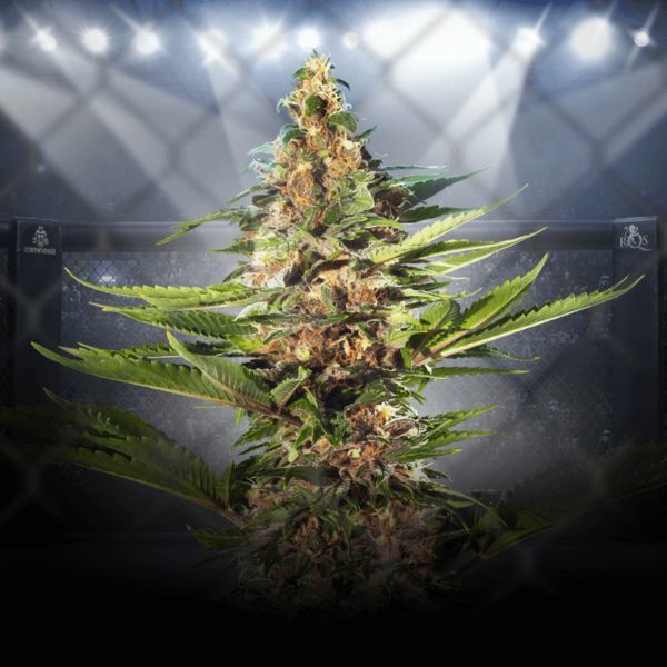 ZZ Punch (Royal Queen Seeds x Zamnesia) feminizada