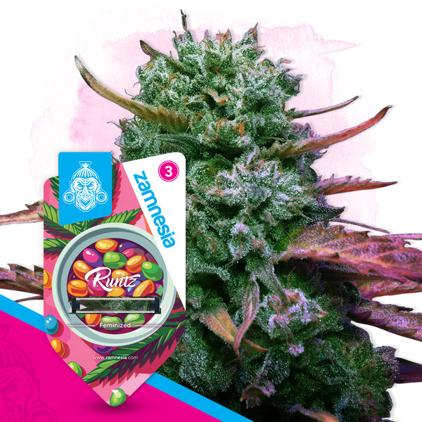 Runtz (Zamnesia Seeds) feminizada