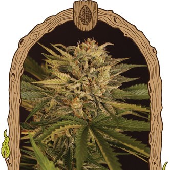 Doctor Greenman Pure CBD (Exotic Seed) feminizada