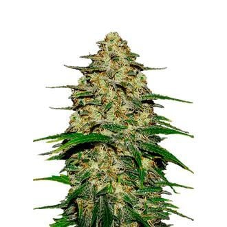 Wedding Cheesecake Auto (FastBuds) Feminizada