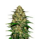 Wedding Cheesecake Auto (FastBuds) Feminizada