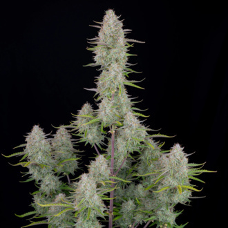 Wedding Cheesecake Auto (FastBuds) Feminizada