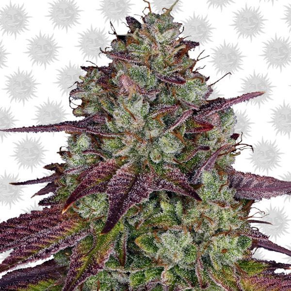 Mimosa Evo (Barney's Farm) feminizada