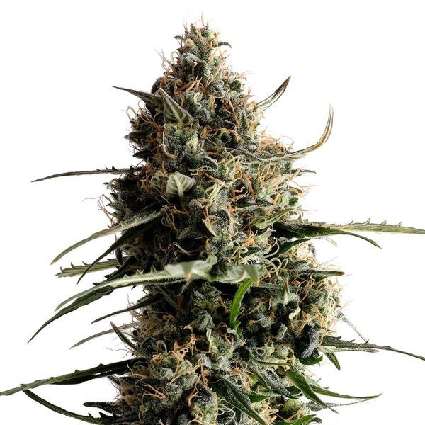 Kickass Auto (Kannabia) feminizada