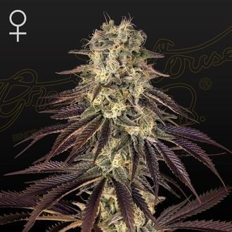 Kong’s Krush (Greenhouse Seeds) feminizada