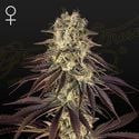 Kong’s Krush (Greenhouse Seeds) feminizada