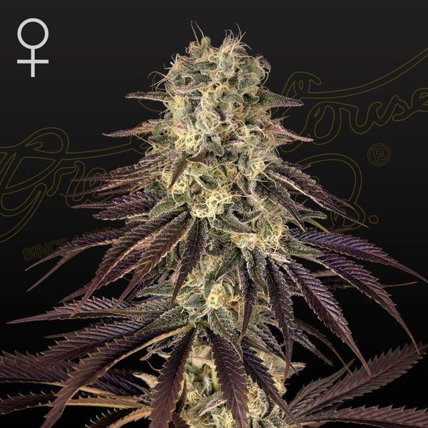 Kong’s Krush (Greenhouse Seeds) feminizada