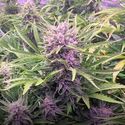 Gorilla Zkittlez Auto (Barney's Farm) Feminizada