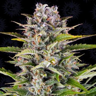 Gorilla Zkittlez Auto (Barney's Farm) Feminizada