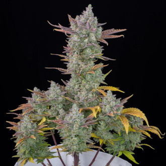 Gorilla Cookies Auto (FastBuds) feminizada