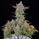 Gorilla Cookies Auto (FastBuds) feminizada