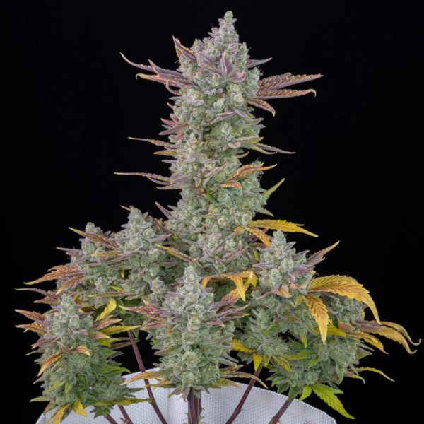 Gorilla Cookies Auto (FastBuds) feminizada