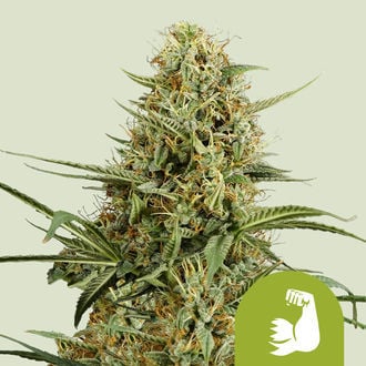 HulkBerry Autoflorescente (Royal Queen Seeds) feminizada
