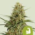 HulkBerry Autoflorescente (Royal Queen Seeds) feminizada