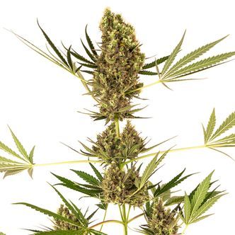 Alpine Delight CBD Autoflorescentes (Sensi Seeds) Feminizadas