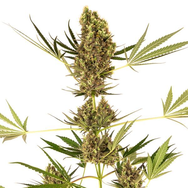 Alpine Delight CBD Autoflorescentes (Sensi Seeds) Feminizadas