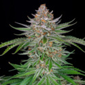 Strawberry Pie Auto (FastBuds) feminizada