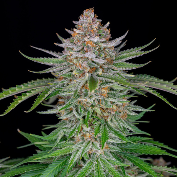 Strawberry Pie Auto (FastBuds) feminizada