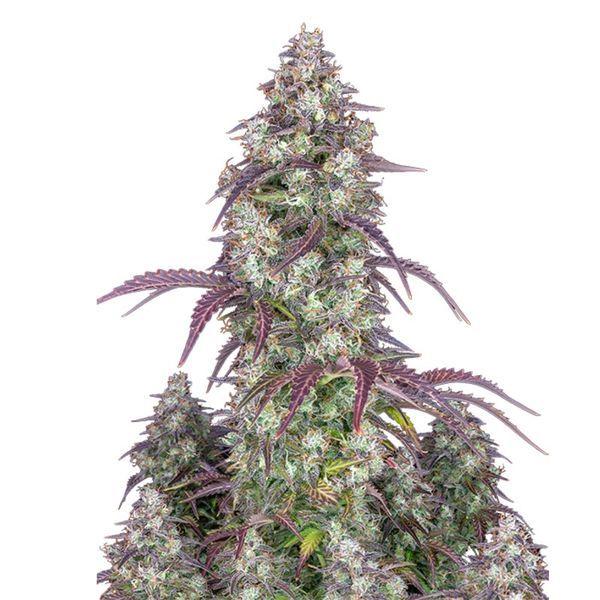 Lemon Pie Auto (FastBuds) feminizada