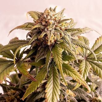 Speedy Boom Auto (Kannabia) Feminizada