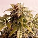 Speedy Boom Auto (Kannabia) Feminizada