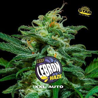 Lebron Haze XXL Auto (BSF Seeds) feminizada