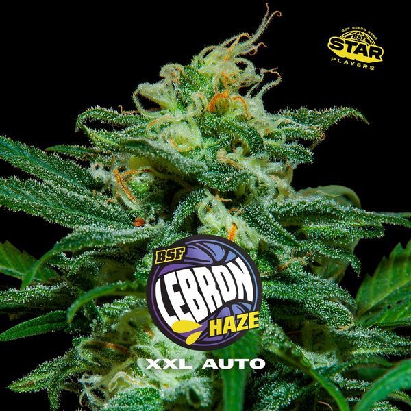 Lebron Haze XXL Auto (BSF Seeds) feminizada