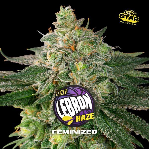 Lebron Haze (BSF Seeds) feminizada